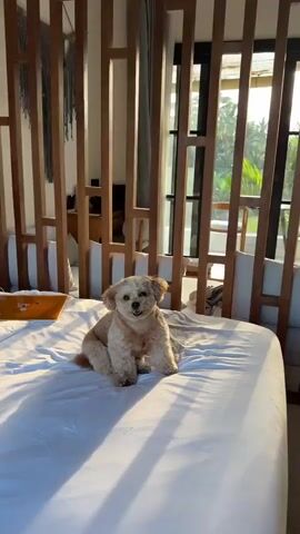 A small, fluffy, light-colored dog is sitting on a white bed in a room. The dog is facing the camera and appears to be looking up with its mouth slightly open. The bed is covered with white sheets and a pillow. In the background, there is a wooden partition with vertical slats and some hanging decorations. Through the gaps in the partition, a large window or glass door is visible, offering a view of an outdoor area with greenery, palm trees, and outdoor furniture. The room seems to be bathed in warm, natural light, possibly from a sunrise or sunset.