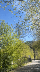 Morning scenes captured along tree-lined path in Krasnoyarsk