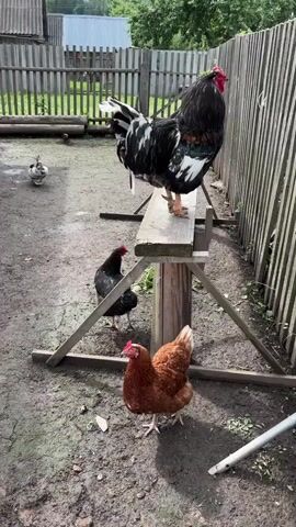 The video shows a farmyard scene. A large black and white rooster stands on a wooden beam supported by A-frame wooden legs. To the left of the rooster, on the ground, is a brown hen. Further to the left and slightly behind is a black hen. In the background, there are several chickens and a duck walking around. A wooden fence runs along the back of the yard. The ground is made of dirt and some scattered wood chips. The scene is outdoors with natural lighting, suggesting daytime.