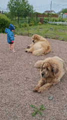 Toddler feeds Tibetan Mastiffs in Russian village yard