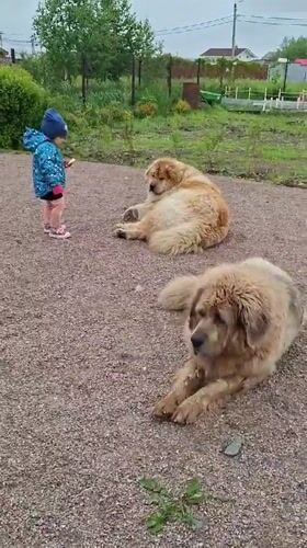 Toddler feeds Tibetan Mastiffs in Russian village yard