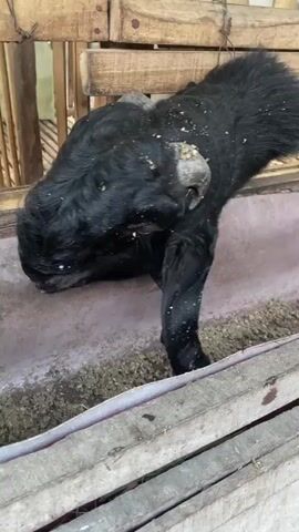 A black goat with short horns is eating from a trough inside a wooden enclosure. Another goat, partly visible, is also eating from the trough. In the background, a white goat and a black and white kid are lying down on a wooden slatted floor. The enclosure appears to be made of bamboo.