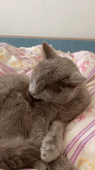Grey cat grooming and lounging on a patterned bed in Russia