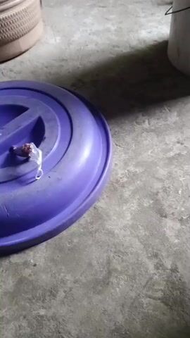 The video shows a close-up shot of a purple lid on the ground. A hand enters the frame and picks up a small, clear plastic bag filled with what appear to be small, round objects, possibly candy or beads. The hand then moves the bag away from the lid. The background is blurry but suggests an indoor setting with a concrete floor and other objects, including what might be a beige shoe or container on the left and a white bucket on the right. The lighting is dim.