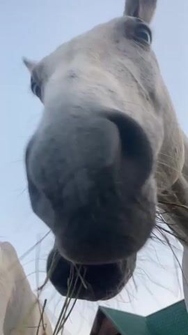 A close-up video shows the face of a white horse as it chews hay. The camera angle is from below the horse, looking up at its muzzle and mouth. The horse's teeth are visible as it chews. In the background, a pale blue sky is visible, along with glimpses of what appear to be wooden structures and possibly a fence or enclosure. Another horse is partially visible on the left side of the frame. The video is brief, lasting only a few seconds.