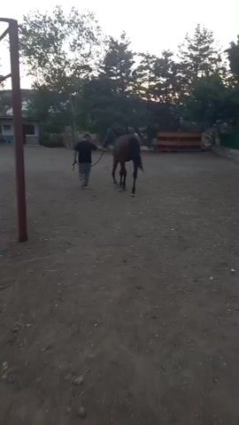 A person walks a horse on a dirt path. The person is wearing a dark t-shirt and jeans and is holding a lead rope attached to the horse's bridle. The horse is dark brown. In the background, there are trees, a building, and what appears to be a wooden fence or structure. The sun is setting, casting a warm light on the scene.