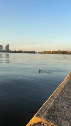 A single duck swims in calm, blue water, leaving ripples as it moves towards the left. The duck has a dark head and neck, and a lighter-colored body.  The foreground shows part of a concrete embankment, while in the background, across the water, there is a skyline with several tall buildings and some green trees. The sky is blue and clear. The scene appears to be bathed in the soft light of early morning or late afternoon.