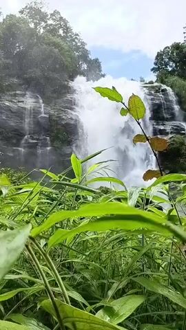 A waterfall cascades down a rocky cliff face, surrounded by lush green foliage. The foreground is filled with tall, vibrant green grass and leafy plants. The sky above is partly cloudy. The video pans slightly to the right, revealing more of the waterfall and the dense forest on either side.