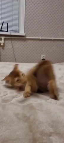 A ginger kitten is lying on a bed, rolling and playing. The kitten is in focus while the background is blurred. The background shows a wall with patterned wallpaper and a window with blinds. There is also a radiator and some cables. The lighting is dim.