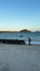 Water buffalo herd walks along Kuta beach with handler
