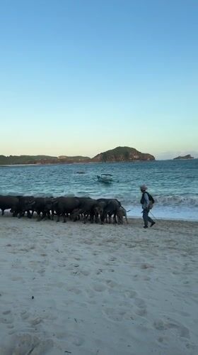 Water buffalo herd walks along Kuta beach with handler