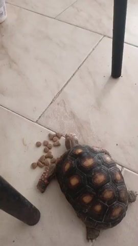 A high-angle shot shows a tortoise eating kibble off a tiled floor. The tortoise is dark brown with lighter brown and orange markings on its shell and legs. It is positioned on its right side, facing left, with its head down eating the food. A pile of brown kibble is scattered on the floor to the left of the tortoise. Two black chair legs are visible in the foreground and background, suggesting the tortoise is eating under a table or chair. The floor is tiled with light beige square tiles.
