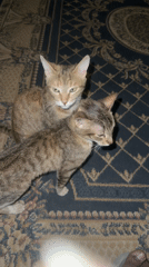 Tabby cats share grooming moment on carpet in Jos