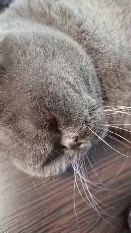 This is a close-up video of a gray British Shorthair cat sleeping. The cat's face, particularly its whiskers and nose, are in sharp focus. Its eyes are closed, and its head is resting on a wooden surface, possibly a floor or table. The background is slightly blurred, but it appears to be an indoor setting. The lighting suggests it could be daytime, but there are no clear indications of time of day or weather. The overall mood is peaceful and relaxed, as the cat is clearly in a deep sleep. There is no visible text in the video. The location is identified as Donetsk, Ukraine.