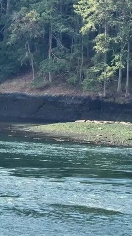 A video pans across a shoreline with trees in the background and a body of water in the foreground. Several seals are visible lying on a grassy bank near the water's edge.
