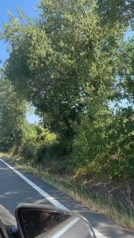 The video shows a view from a vehicle moving along a road. The road has a white line marking its edge and appears to be paved. To the right of the road, there is dense green vegetation, including trees and bushes, with some dry grass and taller stalks of vegetation growing at the edge of the road. In the distance, a utility pole with wires is visible amidst the trees. The sky is clear and blue. The perspective suggests the video is recorded from the passenger seat of a car, with a side mirror visible in the lower portion of the frame. The overall impression is a scenic drive through a rural or natural area on a sunny day.