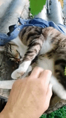 Rural Ukrainian Town Life: Cats, Chickens, Gardens Captured