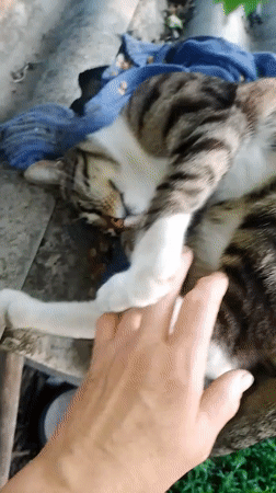 Rural Ukrainian Town Life: Cats, Chickens, Gardens Captured