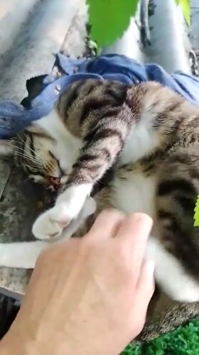 Rural Ukrainian Town Life: Cats, Chickens, Gardens Captured