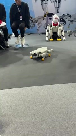 A person sits on a stool to the left of the frame, smiling and wearing a black blazer over a black shirt, black pants, and white sneakers. In the center of the frame, a small, light-colored quadrupedal robot with yellow feet is walking on a grey floor. Behind the robot, a larger, white robot with red accents on its head is sitting. In the background, several other similar robots are visible, along with a backdrop that features images of robots. The overall environment appears to be an exhibition or convention space.
