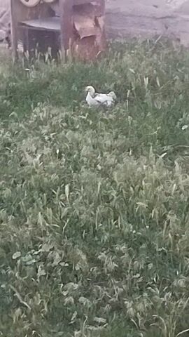 The media file depicts a single white duck standing in a grassy area. The duck is facing to the left of the frame and appears to be looking downwards. The grass is green with some brown patches, suggesting a natural outdoor setting. In the background, there are some rocks and a wooden structure, possibly part of a fence or building. The lighting suggests it is daytime, possibly late afternoon or early morning, as the light is somewhat diffused. The overall scene is calm and natural, with the duck being the central focus. There are no people visible in the frame. The location context provided is Kök-Oy, Kyrgyzstan.