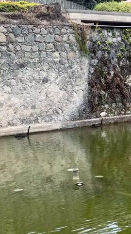 The video shows a black swan swimming in a pond. The pond is bordered by a concrete edge and a stone wall covered in some vegetation. The swan glides near the edge of the pond. The water is green and reflective. In the middle of the pond is a partially submerged fountain.