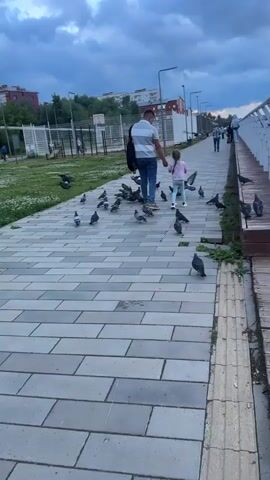 A man and a young girl are walking down a paved path lined with grass on the left and a railing with a body of water beyond on the right. They are surrounded by a large flock of pigeons. The man is wearing a striped t-shirt and jeans, and is carrying a dark bag over his shoulder. The girl is wearing a pink shirt and light-colored pants. She is holding the man's hand. The path is made of rectangular grey pavers. In the background, there are streetlights, buildings, and other people walking. The sky is cloudy and appears to be dusk.