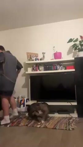 A short video shows a boy in a gray and black athletic shirt and dark shorts standing in front of a television console and a dog in a living room.  The boy is kicking a soccer ball around.  The dog is on a colorful woven rug in front of the television console. The TV is dark. There is a white shelf unit above the television with items on it including books and plants. The room has light colored walls.