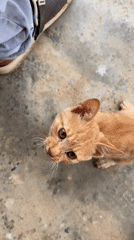 Orange kitten observed playing on concrete in Riyom Nigeria