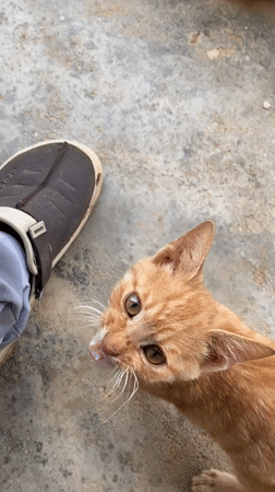 Orange kitten observed playing on concrete in Riyom Nigeria