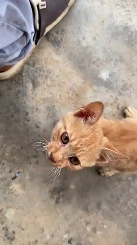 Orange kitten observed playing on concrete in Riyom Nigeria