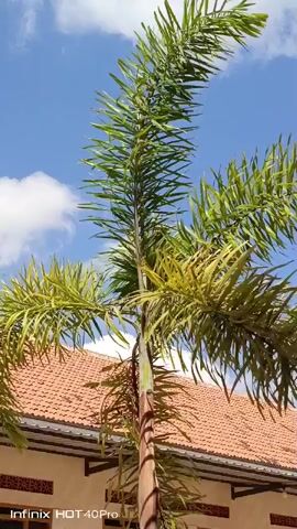 A tall palm tree with green fronds is shown against a bright blue sky with white clouds. The lower part of a tiled roof and the side of a building are visible behind the tree. The bottom of the frame shows the watermark "Infinix HOT 40Pro". The video is a still image.