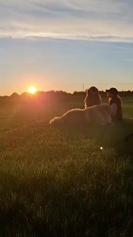 This is a vertical video. The sun is setting on the left side of the frame, casting a warm glow on a grassy field. Two large dogs and a person are in the middle of the frame. One dog is lying down in the foreground, facing away from the camera. Another dog is sitting up behind it, facing the person. The person is sitting on the ground, facing away from the camera, with their back to the sunset. The sky is a gradient of blue and orange, with wispy clouds. The overall mood is peaceful and serene.