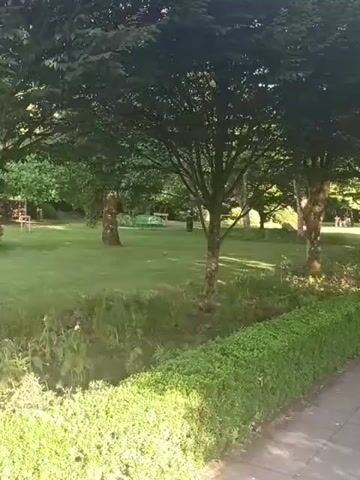 The video shows a paved walkway bordered by manicured hedges on both sides. Beyond the hedges, there is a grassy area with trees. In the distance, a gazebo can be seen. The walkway leads towards the gazebo. Sunlight casts shadows on the walkway and the surrounding grass. There are no people visible in the video.