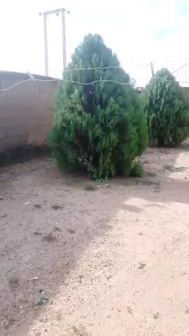 The video shows an outdoor scene with two large, conical evergreen trees in the foreground. The ground is sandy or dirt. Behind the trees, there is a brick wall and a building with a white roof. There are also power lines and poles visible in the background. The weather appears to be clear. The camera is static and the video is short.