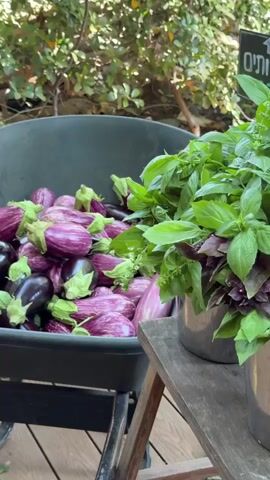 A close-up, panning shot showcases a wheelbarrow overflowing with a harvest of striped eggplants. The eggplants are a mix of deep purple and light purple stripes, with vibrant green stems. To the right of the wheelbarrow, a large bunch of fresh basil in a silver pot sits on a wooden surface. The background is softly blurred, revealing green foliage and hints of an outdoor setting, likely a garden. The lighting suggests it is daytime, with natural light illuminating the scene. There are no people visible in the video.