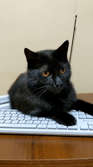 Black cat claims a keyboard in Сонячне, Ukraine