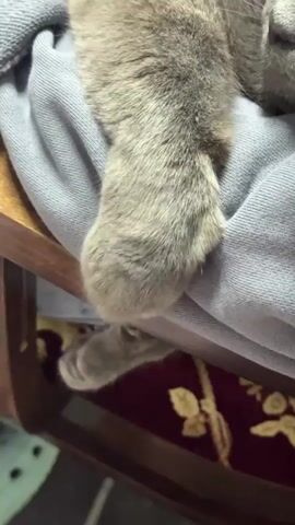 A close-up shot shows a gray cat asleep on a light blue garment. The cat’s left paw hangs over the edge of what appears to be a wooden chair. Below the chair, a portion of a red rug with gold floral designs is visible. The cat’s nose and part of its face are visible as it sleeps. There is indistinct speech in the background.