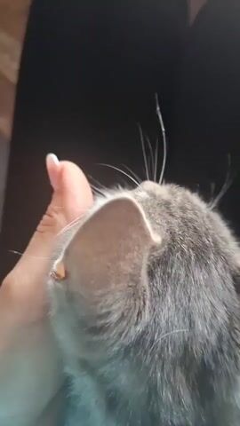 A close-up shot shows a person's hand gently stroking the head of a gray tabby cat. The cat's eyes are closed, and its ears are relaxed, indicating it is enjoying the petting. The background is dark, with a hint of a wooden floor visible at the bottom left.