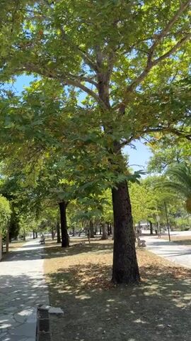 The video begins with a close-up of a hand with painted nails, then pans up to reveal a park-like setting with trees, a pathway, and a palm tree. A blue sky is visible above. The camera continues to pan, showing more trees, a street with buildings and people, and then returns to a view of the park. The video appears to be shot outdoors on a sunny day.