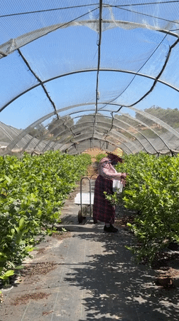 Fruit harvest underway in Moroccan agricultural region