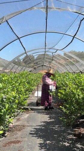 Fruit harvest underway in Moroccan agricultural region
