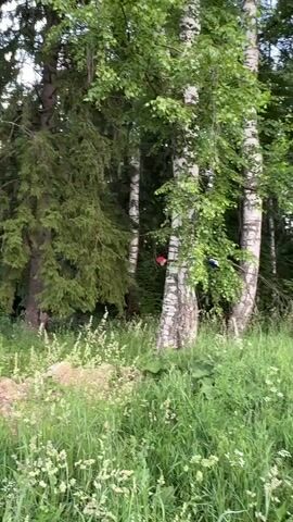 A stuffed toy bird with a red body and a tan beak is hanging from a branch of a birch tree. The bird is positioned in the center of the frame. In the background, there are other trees and foliage. The overall environment appears to be a wooded area.