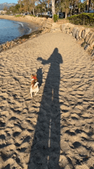 Dog enjoys sunny morning beach walk at Spanish coastal resort