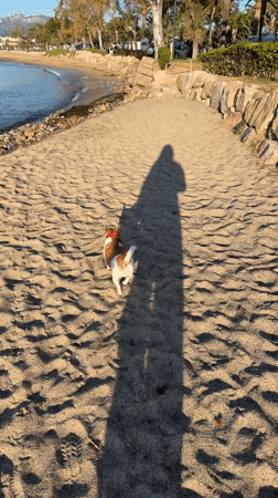 Dog enjoys sunny morning beach walk at Spanish coastal resort