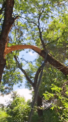 Storm damage and morning activities captured across Almaty parks