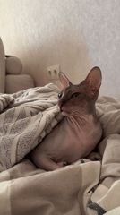 Sphynx Cat Rests Under Blankets in Izhevsk Home