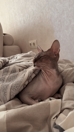 Sphynx Cat Rests Under Blankets in Izhevsk Home