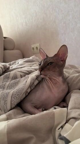 Sphynx Cat Rests Under Blankets in Izhevsk Home