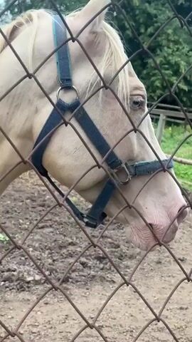 The video shows a close-up of a white horse's head and neck, seen through a chain-link fence. The horse has a blue halter on. Its left eye is visible and appears to be blue. The background shows dirt, some green foliage, and a wooden fence. The video is shaky and seems to be handheld. The lighting suggests it is daytime.